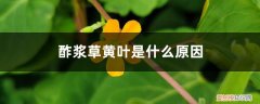 酢浆草叶子发白 酢浆草黄叶的原因和处理办法