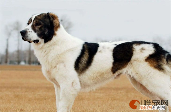 中亚牧羊犬怎么养 适合家养吗