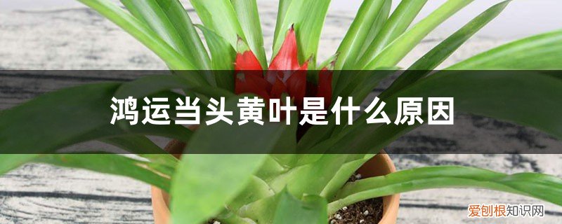 鸿运当头叶黄是怎么回事 鸿运当头黄叶的原因和处理办法