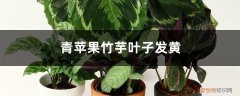 绿苹果竹芋叶子为什么发黄 青苹果竹芋叶子发黄怎么办