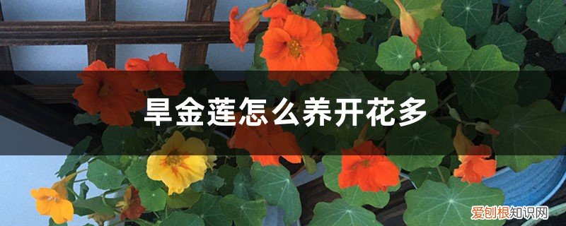 盆栽旱金莲需要多大的盆 旱金莲怎么养开花多，如何养爆盆