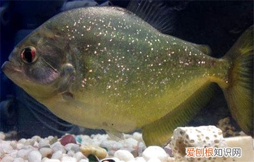 水虎鱼价格会贵吗 如何才能养好水虎鱼