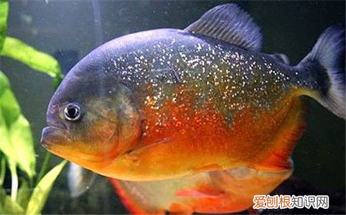 水虎鱼价格会贵吗 如何才能养好水虎鱼