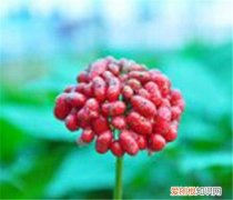 人参果总皂苷的功效有哪些 哪些人不能食用人参果总皂苷