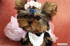 约克夏幼犬价格 约克夏梗犬8000元贵吗