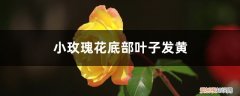 玫瑰花植株下面的叶子发黄是什么原因? 小玫瑰花底部叶子发黄的原因