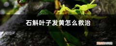 石斛叶子变黄怎样补救 石斛叶子发黄怎么救治