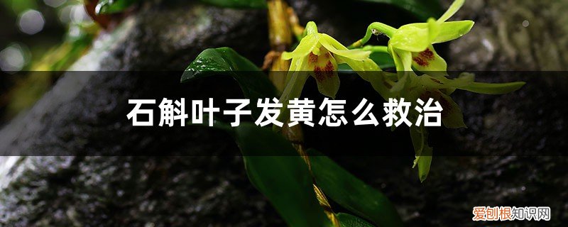 石斛叶子变黄怎样补救 石斛叶子发黄怎么救治