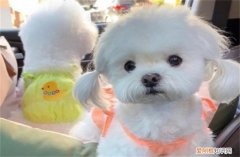 约克夏犬一般多少钱 约克夏梗犬7000元贵吗