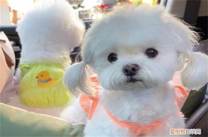 约克夏犬一般多少钱 约克夏梗犬7000元贵吗