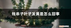 钱串子叶子发黄是怎么回事儿 钱串子叶子发黄是怎么回事