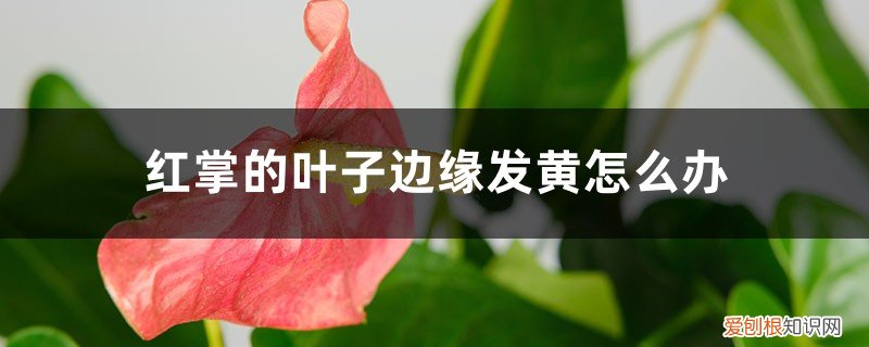 红掌的叶子边缘发黄怎么办呢 红掌的叶子边缘发黄怎么办