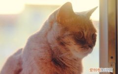 英短金点和金渐层区别 金点和金渐层区别