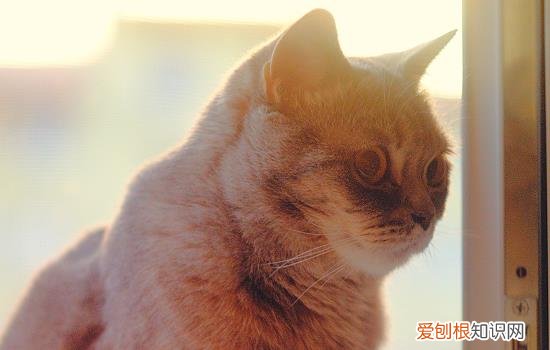 英短金点和金渐层区别 金点和金渐层区别