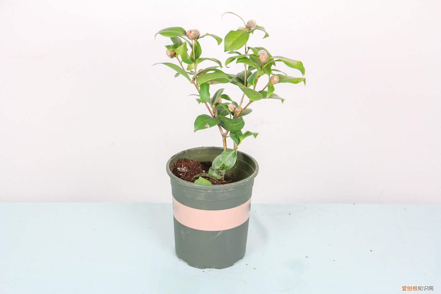 种的茶花叶黄了怎么办 茶花移栽后叶子发黄怎么回事