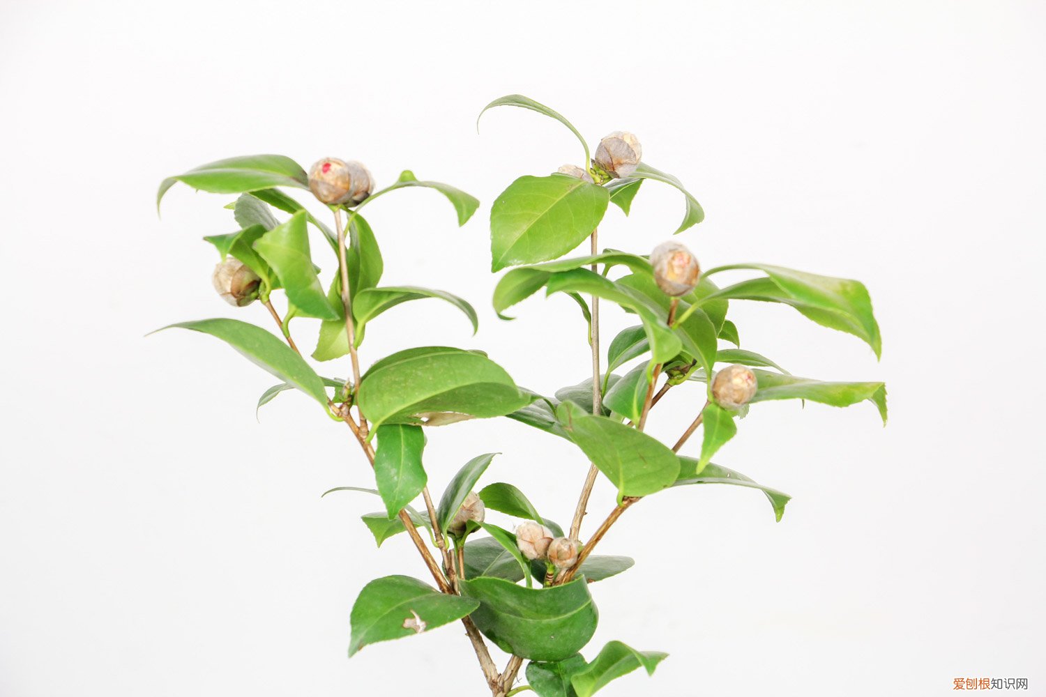 种的茶花叶黄了怎么办 茶花移栽后叶子发黄怎么回事