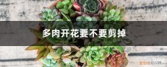 多肉开花要不要剪掉，剪下来怎么处理