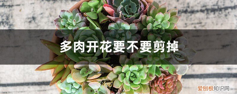 多肉开花要不要剪掉，剪下来怎么处理