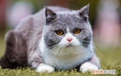 猫能吃熟的板栗吗 猫可以吃煮熟的板栗吗