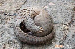 穿山甲的功效归纳 吃穿山甲究竟有没有营养