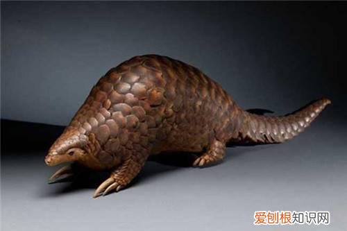 穿山甲的功效归纳 吃穿山甲究竟有没有营养