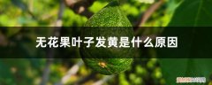 无花果叶子发黄是什么原因不是盆栽 无花果叶子发黄是什么原因