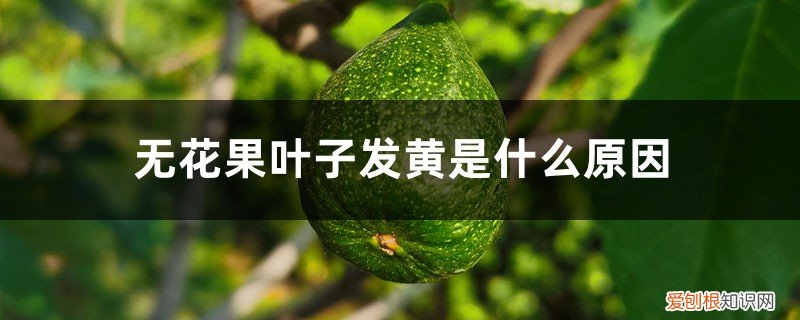 无花果叶子发黄是什么原因不是盆栽 无花果叶子发黄是什么原因