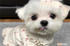 约克夏犬大概多少钱 约克夏梗犬6000元贵吗