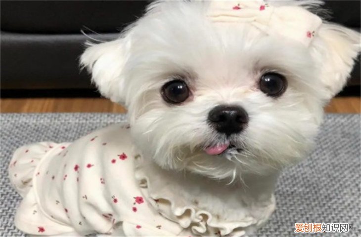 约克夏犬大概多少钱 约克夏梗犬6000元贵吗