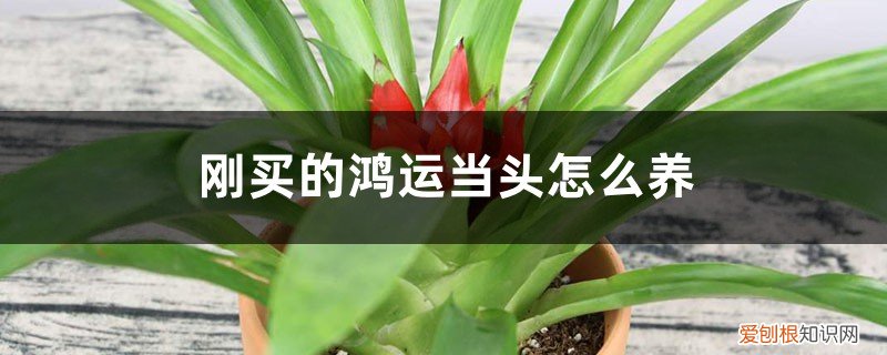 鸿运当头盆栽怎么浇水 刚买的鸿运当头怎么养，怎么浇水