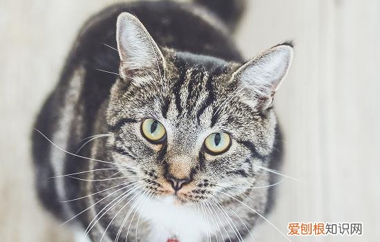 猫吃鸡蛋清还是鸡蛋黄好 猫吃鸡蛋清还是鸡蛋黄