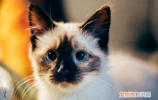猫咪来月经是什么表现图片 猫咪来月经是什么表现
