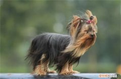 小型犬约克夏多少钱 约克夏梗犬3000元贵吗