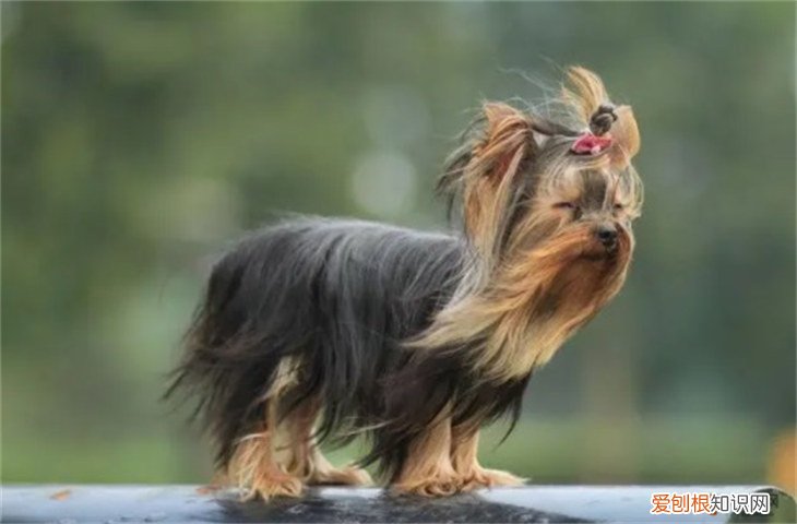 小型犬约克夏多少钱 约克夏梗犬3000元贵吗