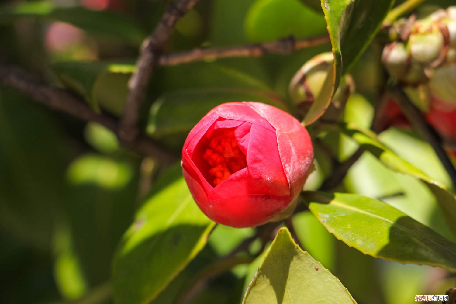 茶花只长叶不长花苞怎么办 茶花叶子黄不结花苞怎么办
