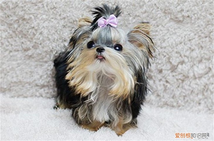 约克夏幼犬价格 约克夏梗犬1000元贵吗