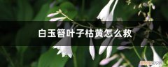 玉簪叶片枯黄 白玉簪叶子枯黄怎么救