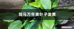 斑马叶万年青植物图片 斑马万年青叶子发黄的原因
