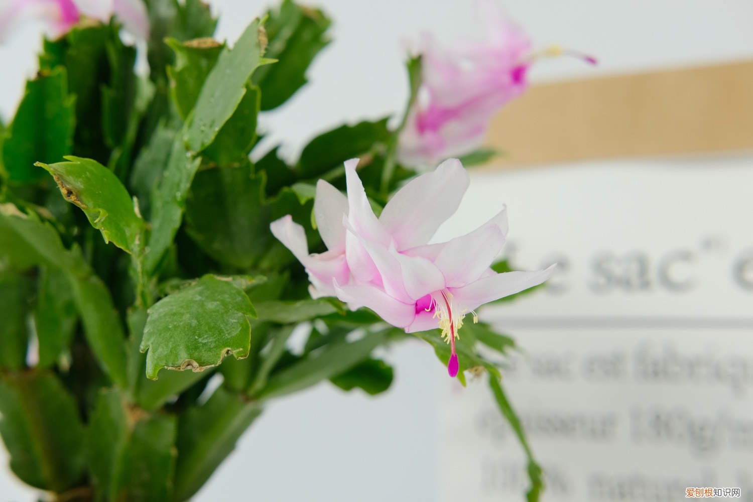 蟹爪兰打花苞后怎么施肥 如何给蟹爪兰催花蕾，催花用什么肥