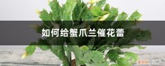 蟹爪兰打花苞后怎么施肥 如何给蟹爪兰催花蕾，催花用什么肥