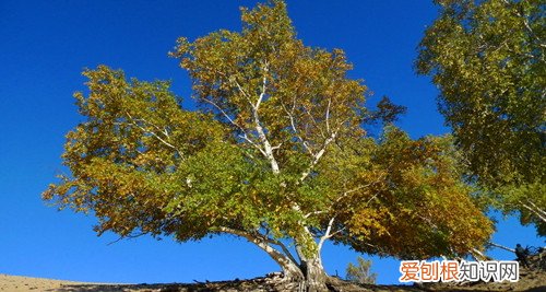 白杨树图片及生长习性如何养殖白杨树