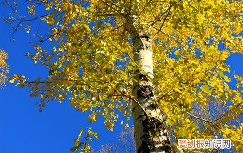 白杨树图片及生长习性如何养殖白杨树