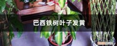 巴西铁树叶子发黄是怎么回事 巴西铁树叶子发黄的原因