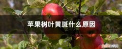 果树叶子有黄斑 苹果树叶黄斑什么原因