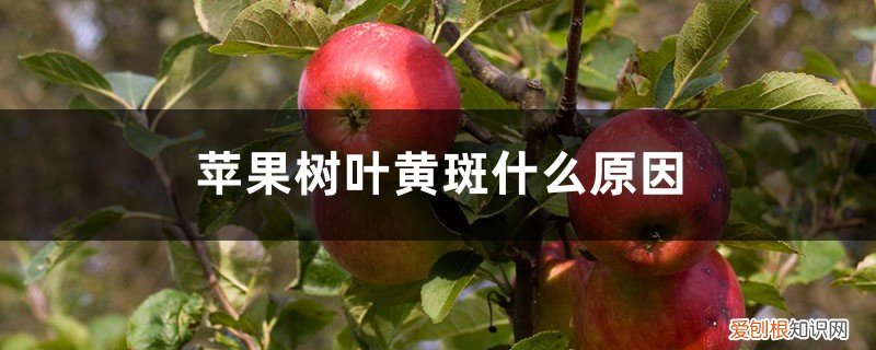 果树叶子有黄斑 苹果树叶黄斑什么原因