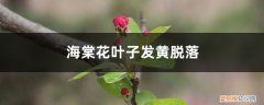 海棠花叶子发黄脱落的原因是 海棠花叶子发黄脱落的原因
