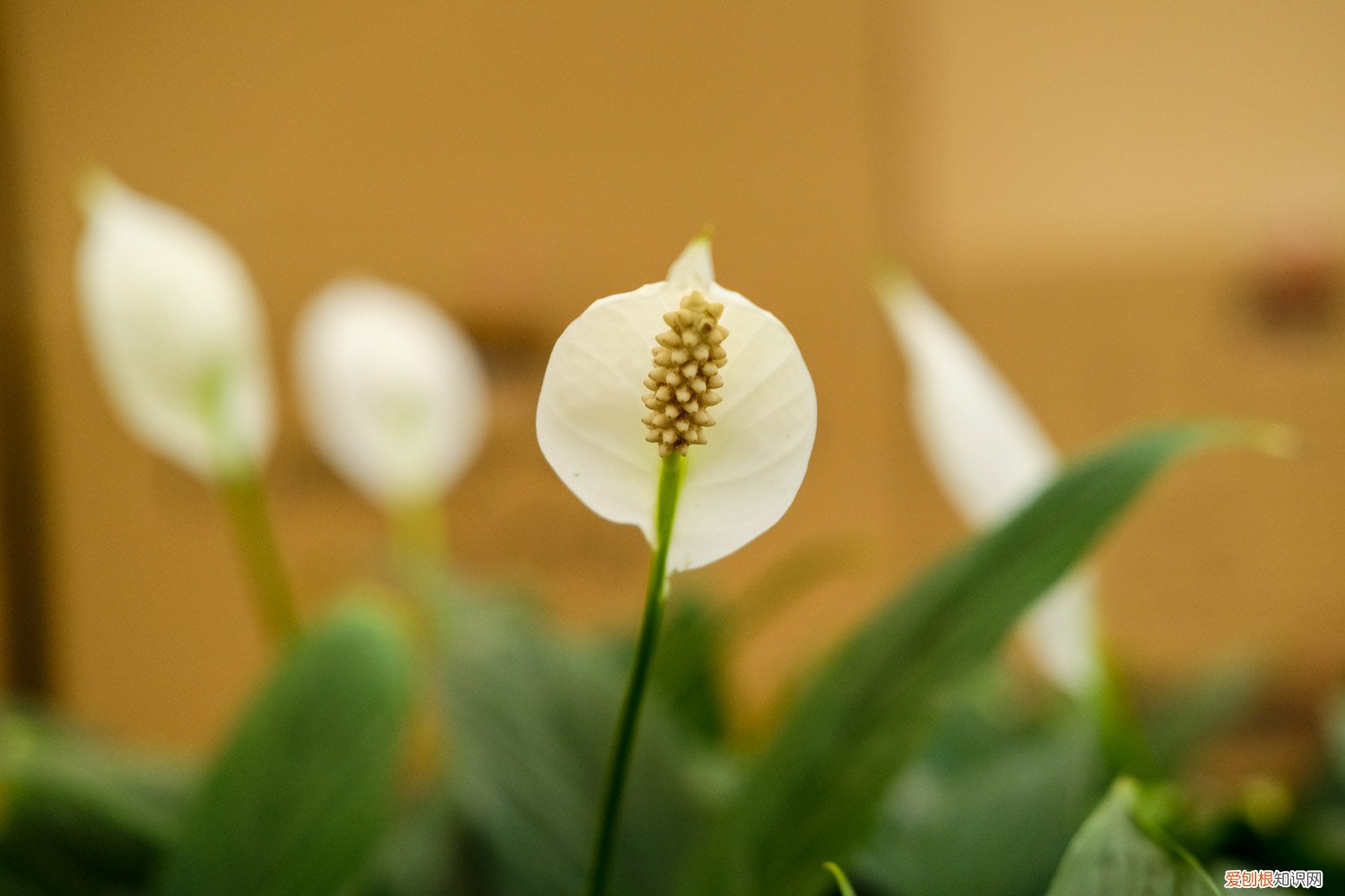 白鹤芋叶尖枯黄 白鹤芋叶发黄的原因及补救措施