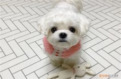 马尔济斯犬什么价位 马尔济斯犬5000元贵吗
