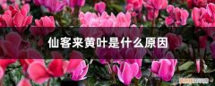 仙客来总是黄叶是怎么回事 仙客来黄叶是什么原因