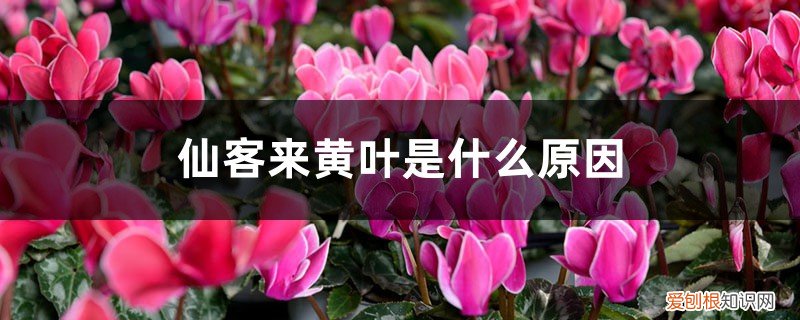 仙客来总是黄叶是怎么回事 仙客来黄叶是什么原因